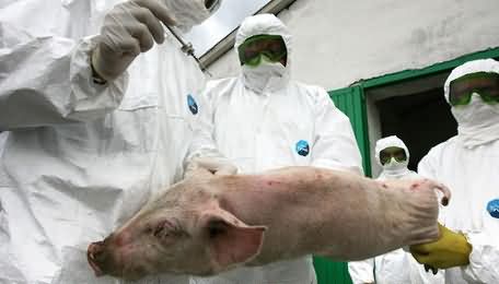 波兰记录到首例非洲猪瘟病例。