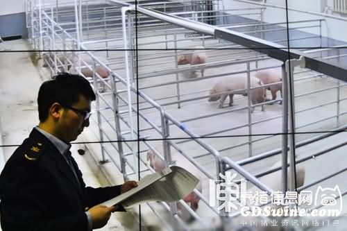 工作人员通过电子屏幕实时监控SPF种猪。