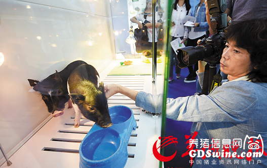 深圳高交会基因技术培育的迷你猪亮相