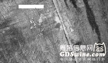 木板发霉，说明消毒不彻底