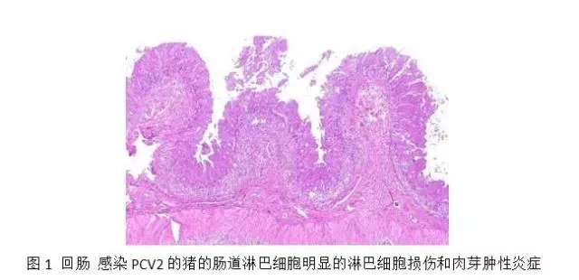 接种猪圆环病毒2型疫苗可降低养猪生产中抗菌药的用量1